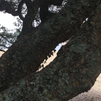 arbres,troncs,