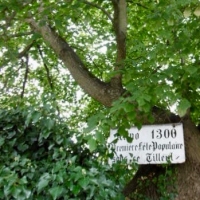 tilleul,arbre,1300,