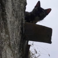 chat,ombre,silhouette,,