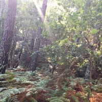 forêt,fougères,