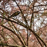 branches,oiseau,