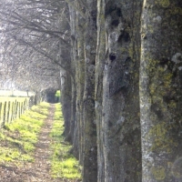 arbres,ombres,lignes,