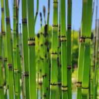 bambou,