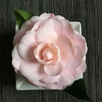 fleur,camélia,