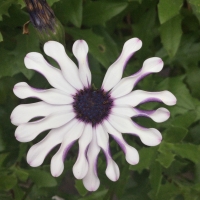 fleur,blanche,circulaire,