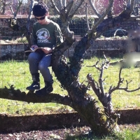 arbre,poésie,lecture,