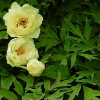Hélène CIXOUSroses