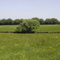 arbre,flore,sol,