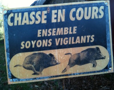 sanglier,chasse,