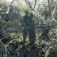 ombre,autoportrait,intérieur,