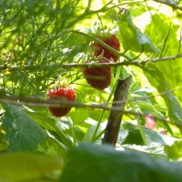 framboises,framboisiers,couleurs,