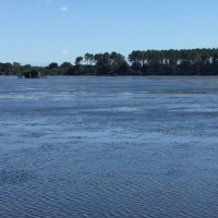 lac,conifères,