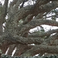 tronc,branches,