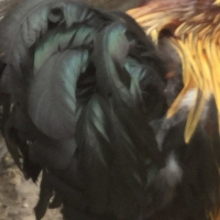 plumage,coq,